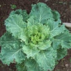 Heirloom Organic Early Hanover Kale Seeds