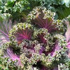 Heirloom Organic Red Russian Kale Seeds