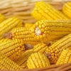 Heirloom Organic Trucker's Favorite Yellow Corn Seeds