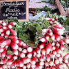 Heirloom Organic French Dressing Radish Seeds