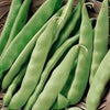 Heirloom Italian Garden Bush Bean Seeds