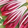 Heirloom Organic Early Treviso Radicchio Seeds