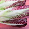 Heirloom Organic Early Treviso Radicchio Seeds