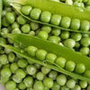 Heirloom Organic Easy Peasy Peas / English Pea Seeds