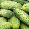 Heirloom Organic Spacemaster Bush-Type Cucumber Seeds