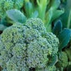 Organic Heirloom Sun King Broccoli Seeds