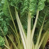 Organic Heirloom Large Ribbed Dark Green Swiss Chard Seeds