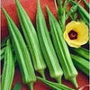 Organic Heirloom Emerald Okra Seeds