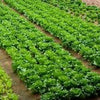 Heirloom Organic Giant Romaine Caesar Lettuce Seeds