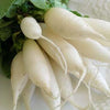 Heirloom Organic Short Top White Icicle Radish Seeds