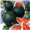 Heirloom Organic Black Diamond Watermelon Seeds (aka Cannonball Watermelon, Florida Giant Watermelon)