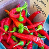 Heirloom Organic Cayenne Hot Pepper Seeds