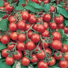 Heirloom Organic Heirloom Organic Tumbler Tomato Seeds (The Best Tomato On Earth For Hanging Baskets)