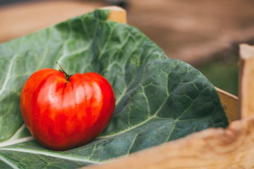 VERY RARE Organic Heirloom Rose De Summer Tomato Seeds