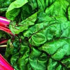 Organic Heirloom Ruby Red Swiss Chard Seeds