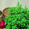 Organic Heirloom Spicy Globe Basil Seeds