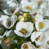 Heirloom Organic Allysum Carpet of Flowers Seeds (Butterfly Attracting Scented Ground Cover)