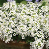 Heirloom Organic Allysum Carpet of Flowers Seeds (Butterfly Attracting Scented Ground Cover)