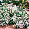 Heirloom Organic Allysum Carpet of Flowers Seeds (Butterfly Attracting Scented Ground Cover)
