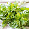 Organic Heirloom Genovese Basil Seeds