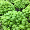 Organic Heirloom Genovese Basil Seeds