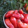 Heirloom Organic San Marzano Tomato Seeds