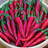 Organic Heirloom Cayenne Long Slim Pepper Seeds