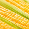 Organic Heirloom Early Golden Bantam Sweet Corn Seeds