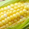Heirloom Organic Golden Cross Bantam Sweet Corn Seeds