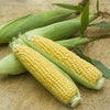 Heirloom Organic Golden Cross Bantam Sweet Corn Seeds