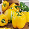 Organic Heirloom SunBright Sweet Pepper Seeds