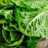 Organic Heirloom Little Caesar Lettuce Seeds