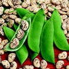 Organic Heirloom Giant Calico (Christmas) Lima Bean (Pole beans) Seeds
