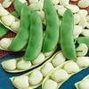 Heirloom Organic White Dixie Butterpea Bush Lima Bean seeds