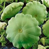 Heirloom Organic Peter Pan Summer Squash Seeds Award winning Squash!