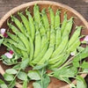 Heirloom Organic Dwarf Gray Sugar Garden Peas Seeds