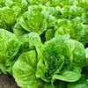 Heirloom Organic Black Seeded Simpson Lettuce Seeds