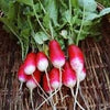 Heirloom Organic French Breakfast Radish Seeds