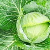 Heirloom Organic Early Golden Acre Cabbage Seeds