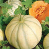 RARE HEIRLOOM Organic Charentais Melon Seeds (Aka French Cantaloupe)