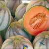RARE HEIRLOOM Organic Charentais Melon Seeds (Aka French Cantaloupe)