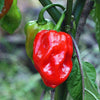 Heirloom Organic Red Scotch Bonnet Seeds (Aka Bonney Peppers, Caribbean Red Peppers)