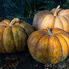 RARE Heirloom Organic Cinderella Pumpkin Seeds (Musquee De Provence Pumpkin, Fairytale pumpkin)