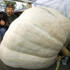 VERY RARE Heirloom Organic Giant Show Winner Pumpkin Seeds