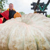 VERY RARE Heirloom Organic Giant Show Winner Pumpkin Seeds
