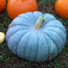 VERY RARE Heirloom Organic Giant Show Winner Pumpkin Seeds