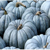 RARE Organic Heirloom Jarrahdale Pumpkin Seeds