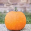 Heirloom Organic Cherokee Tan Bush Pumpkin Seeds