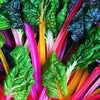 Heirloom Organic Rainbow Swiss Chard Seeds