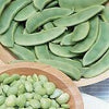 Heirloom Organic Willow Leaf Butter Pole Lima Bean Seeds
